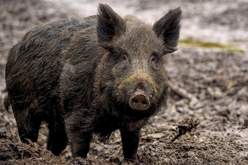Afrikanische Schweinepest: Unbekannte klauen Schutzzaun