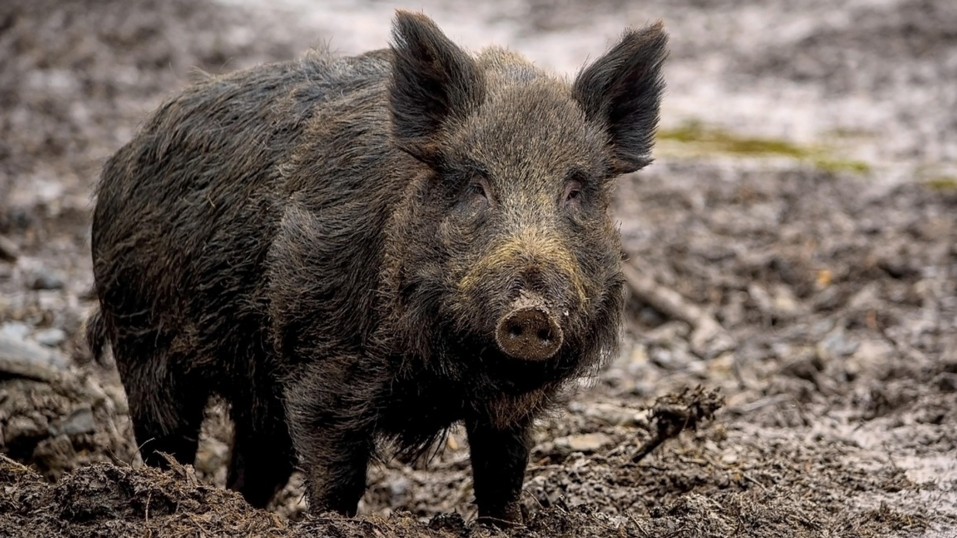 Afrikanische Schweinepest: Unbekannte klauen Schutzzaun
