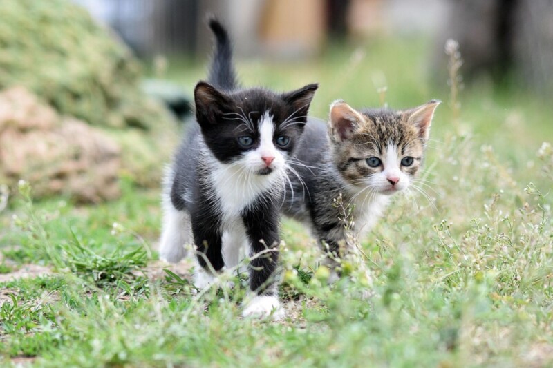 Arbeitsgruppe bereitet Entscheidung zur Katzenschutzverordnung vor
