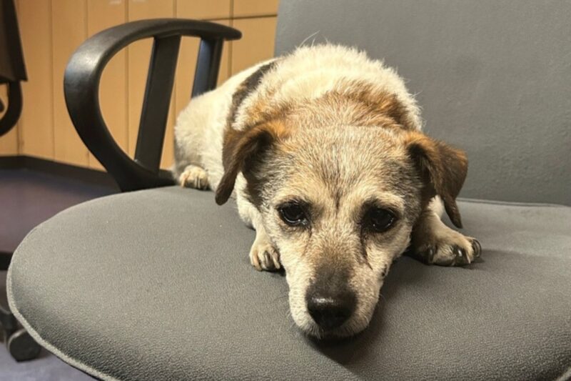 Polizei nimmt verirrten Hund bei Bingen auf