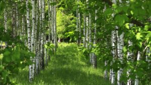 Fällarbeiten starten in den südlichen Wäldchen von Alzey
