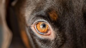 Hund beißt jungen Mann in Idar Oberstein