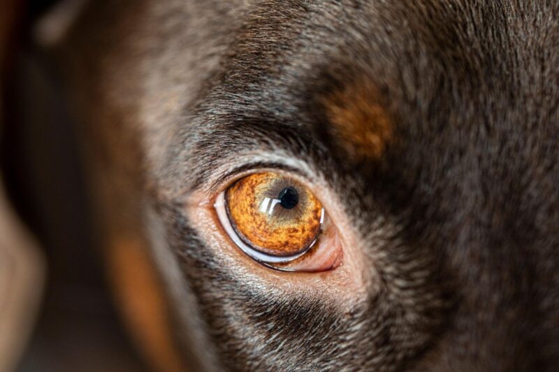 Hund beißt jungen Mann in Idar Oberstein