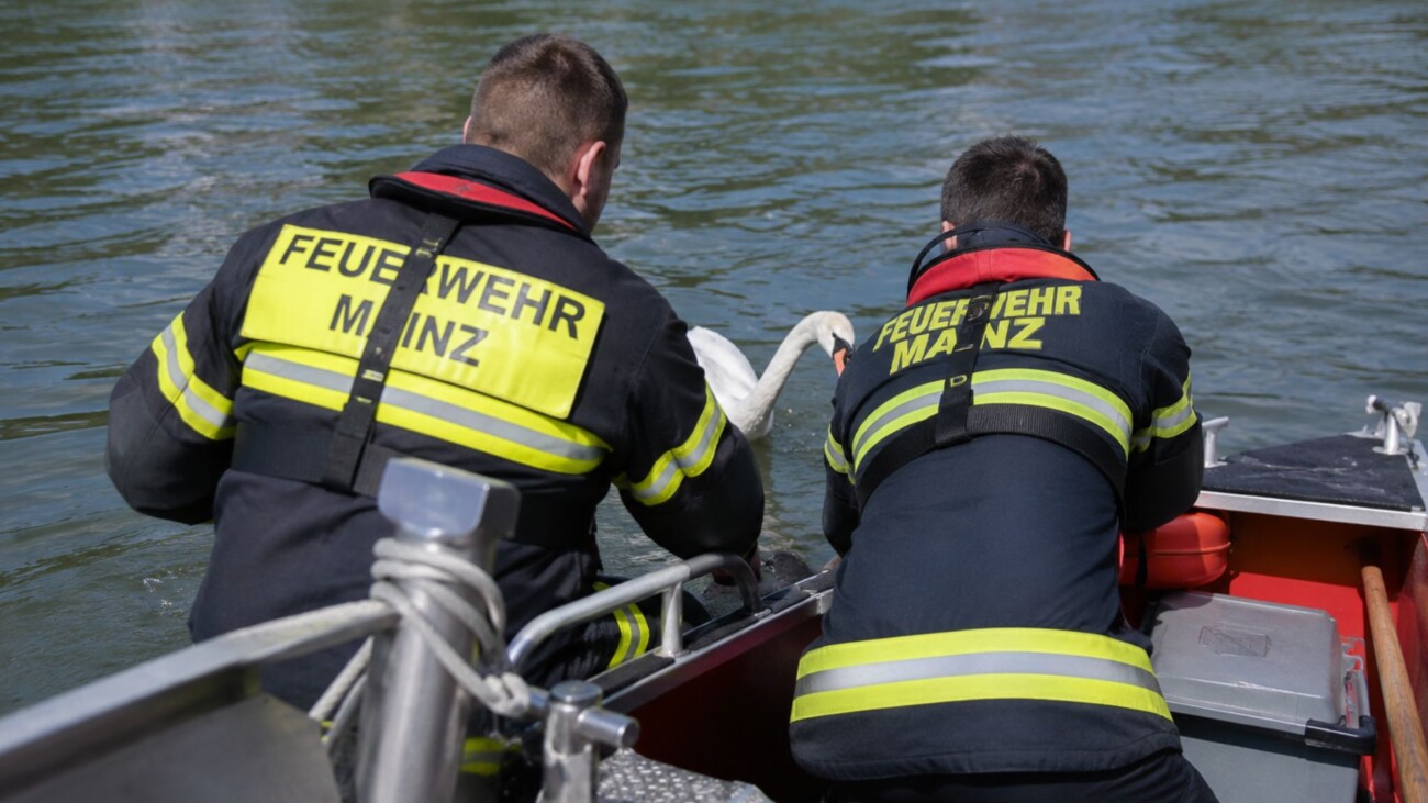 Feuerwehr Mainz rettet Schwan aus dem Rhein
