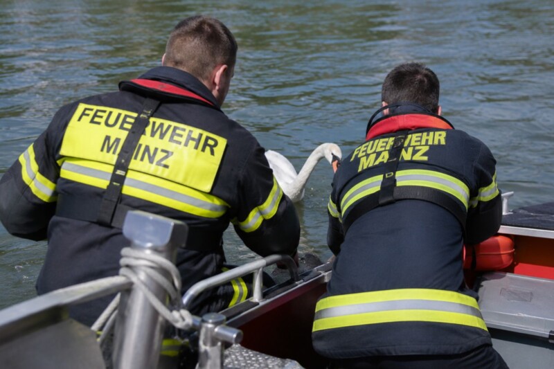 Mainz: Feuerwehr rettet Schwan mit Angelhaken im Schnabel