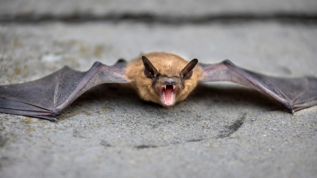 Zwergfledermaus in Nahaufnahme, symbolisch für Fledermaustollwut-Fall im Rhein-Pfalz-Kreis