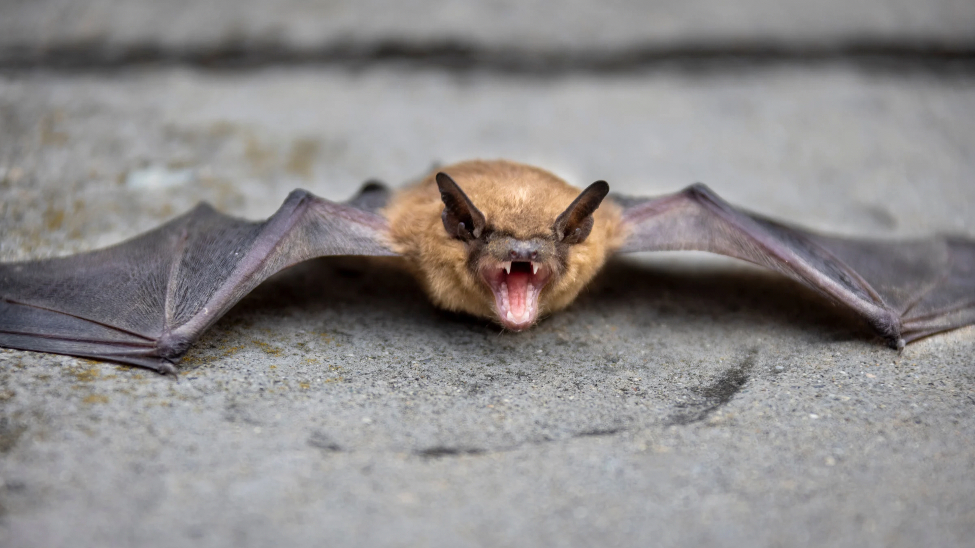 Zwergfledermaus in Nahaufnahme, symbolisch für Fledermaustollwut-Fall im Rhein-Pfalz-Kreis