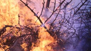 Waldbrände sorgen für Rauchgeruch im Kreis Bad Kreuznach