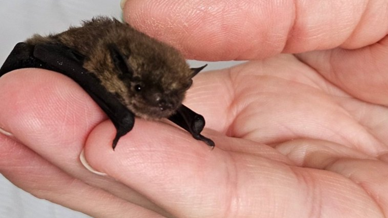 Gerettete Fledermaus