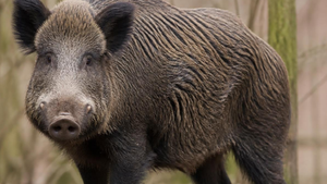 Wildschweine verursachen erneut Schäden auf Friedhof