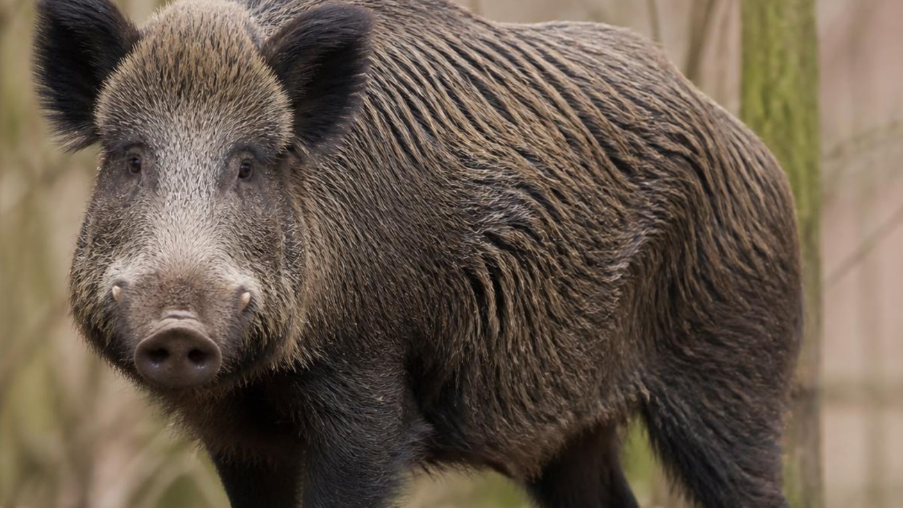 Ein Wildschwein schaut in die Kamera.