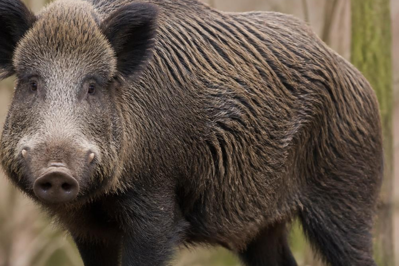 Wildschweine verursachen erneut Schäden auf Friedhof