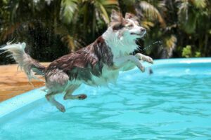 Rund 200 Hunde gehen zum Saisonabschluss in Meisenheim baden