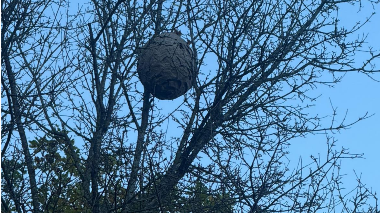 Hornissen Nest in einem Baum