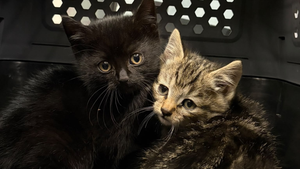 Katzenbabys unter der B41 gefunden und ins Tierheim gebracht