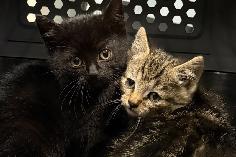 Katzenbabys unter der B41 gefunden und ins Tierheim gebracht