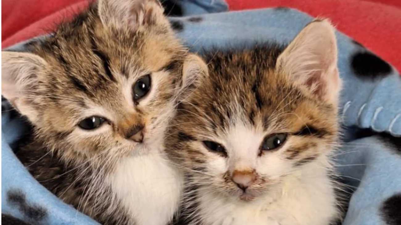 Katzenschutzverein Bad Kreuznach gibt nach Parvovirus-Ausbruch Entwarnung