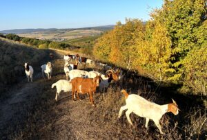 Schafe und Ziegen pflegen stillgelegte Deponie in Langenlonsheim