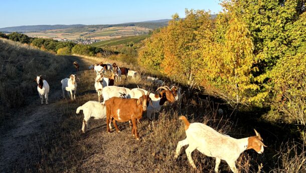 Schafe und Ziegen auf der Deponie