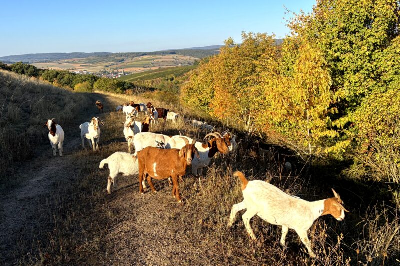 Schafe und Ziegen pflegen stillgelegte Deponie in Langenlonsheim