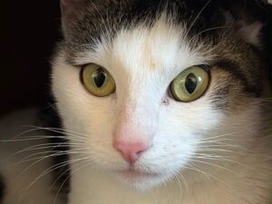 Über 900 Euro für Katzen in Not gesammelt