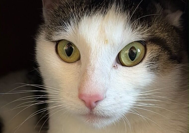 Über 900 Euro für Katzen in Not gesammelt